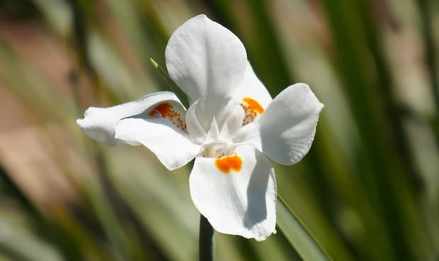 Moreia planta, featured. Photo by GLEIVE MARCIO RODRIGUES DE SOUZA.