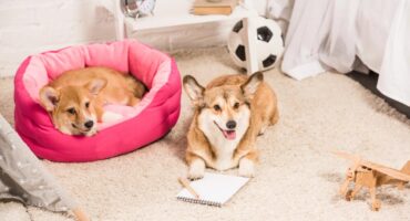 How to transform your home into a pet friendly space. Photo: br.depositphotos.com.