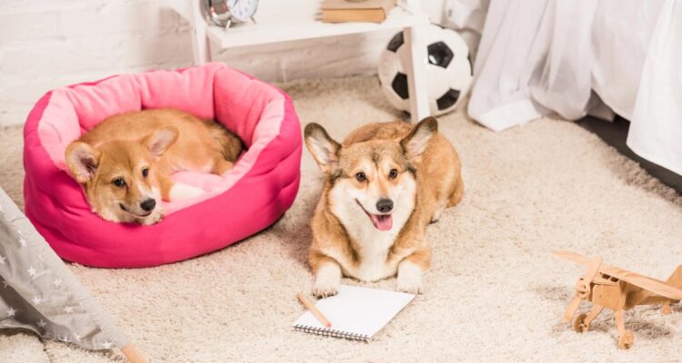 How to transform your home into a pet friendly space. Photo: br.depositphotos.com.